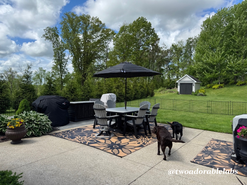 New Patio Furniture 2 What To Do If Your Dog Gets Bit By A Venomous Spider | www.twoadorablelabs.com