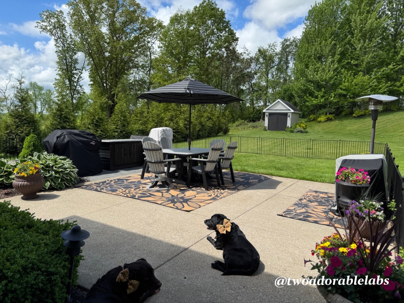 New Patio Furniture 3 What To Do If Your Dog Gets Bit By A Venomous Spider | www.twoadorablelabs.com