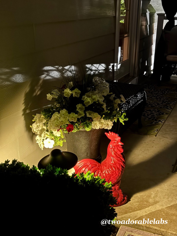 Rooster What To Do If Your Dog Gets Bit By A Venomous Spider | www.twoadorablelabs.com