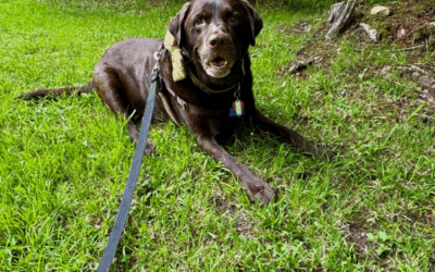 Dog Friendly Canaan Valley Resort, Davis, WV