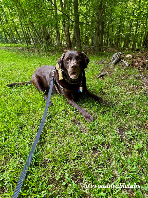 Cabin 5 Jake Dog Friendly Canaan Valley Resort | www.twoadorablelabs.com