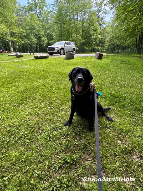 Cabin 6 Maggie Dog Friendly Canaan Valley Resort | www.twoadorablelabs.com