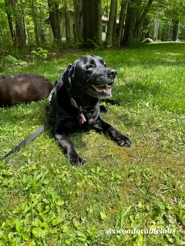 Cabin 7 Dog Friendly Canaan Valley Resort | www.twoadorablelabs.com