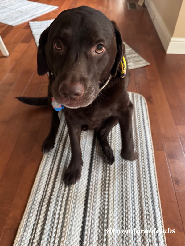 Jake rug 1