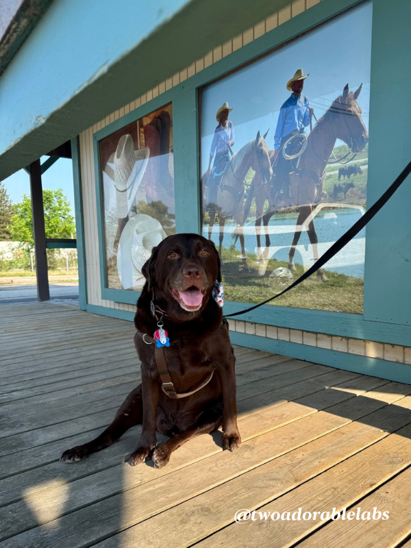 www.twoadorablelabs.com