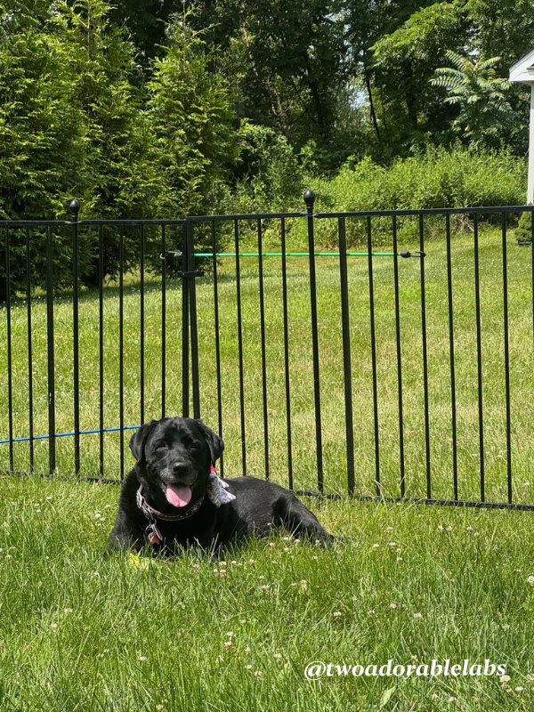 Maggie 3 July 4th 7 Signs Of An Overstimulated Dog | www.twoadorablelabs.com