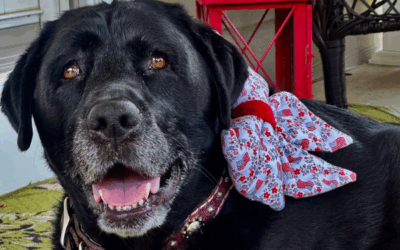 7 Signs Of An Overstimulated Dog