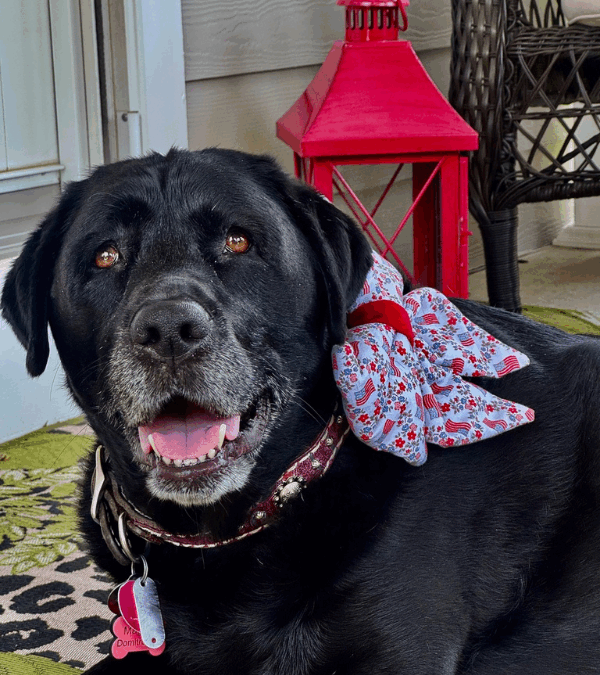 7 Signs Of An Overstimulated Dog