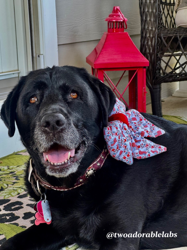 Maggie July 4th