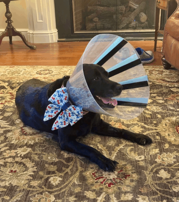 Maggie’s ACL TPLO Surgery