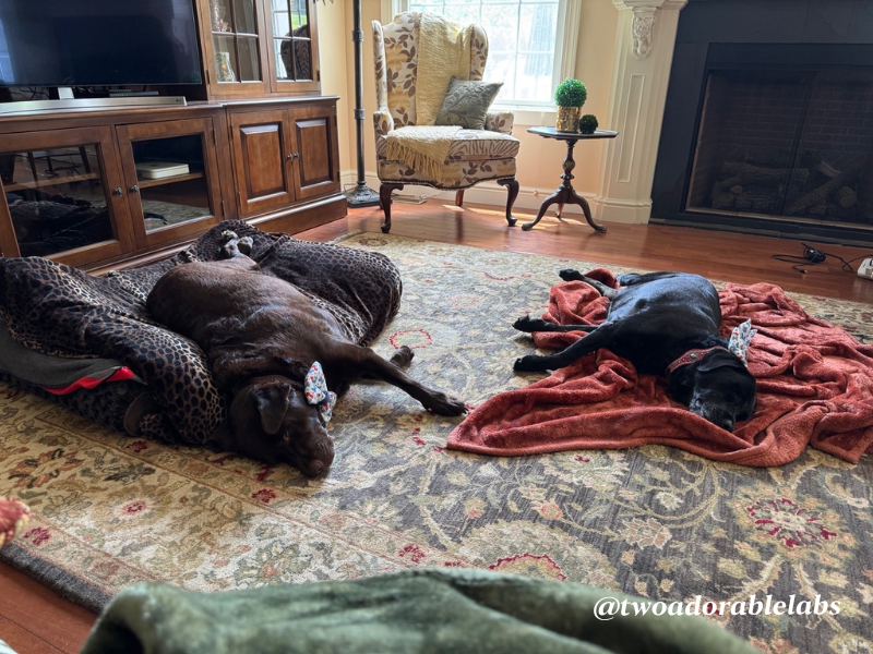 www.twoadorablelabs.com