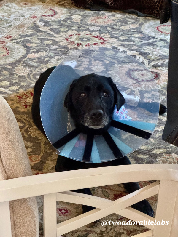 www.twoadorablelabs.com