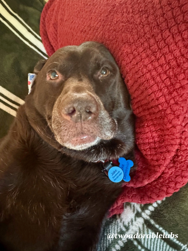 Jake laying down