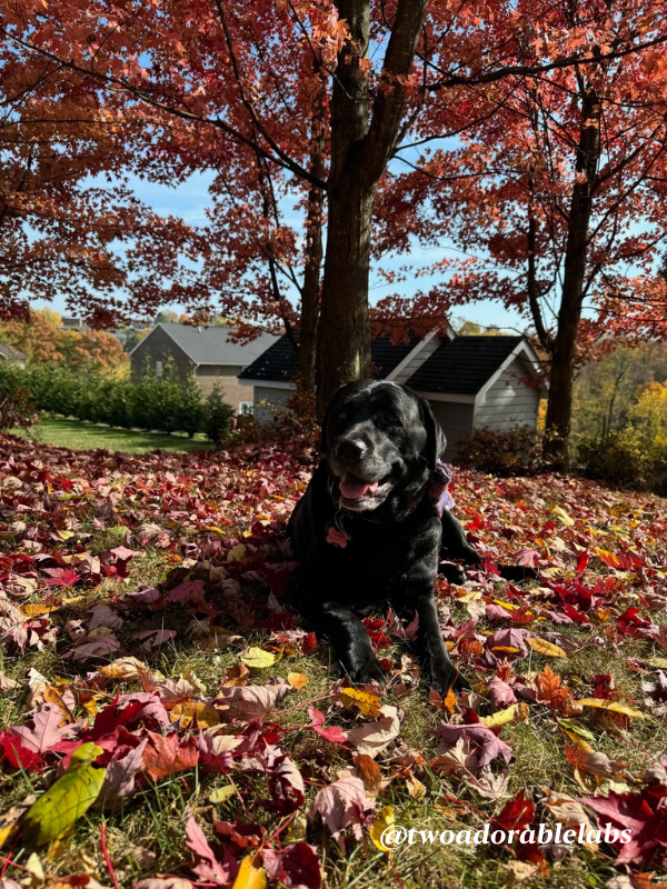 Maggie leaves 1