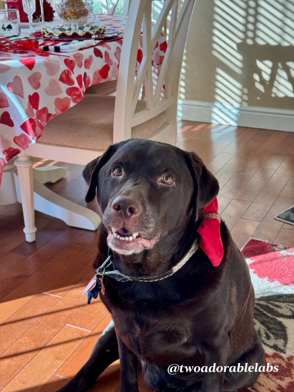 Jake Valentine's Day Smiling bright