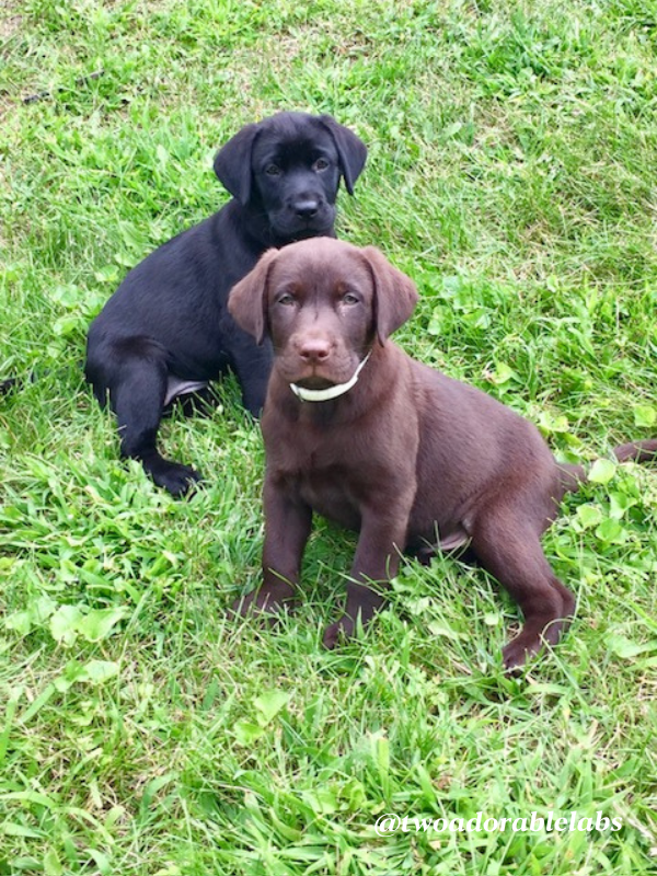 Jake and Maggie puppies 2 Dog Friendly Canaan Valley Resort | www.twoadorablelabs.com