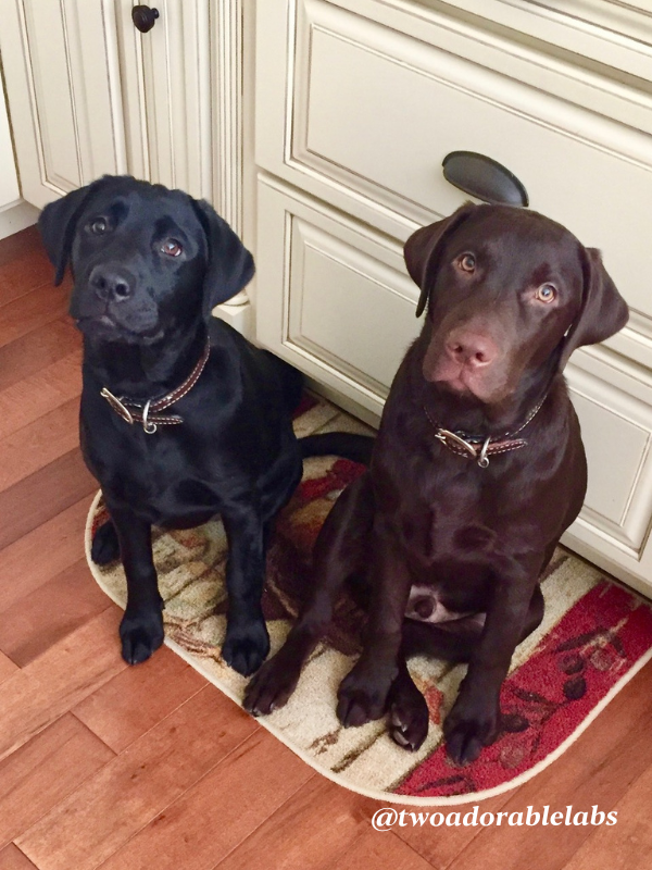 Jake and Maggie puppies