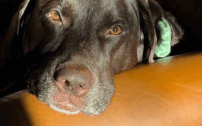 Cancer In Dogs