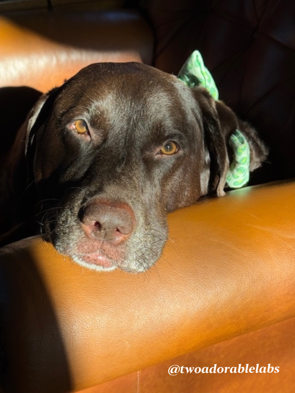 Jake armchair Myths About Puppy Training You Should Stop Believing | www.twoadorablelabs.com