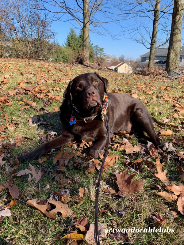 Jake leaves Myths About Puppy Training You Should Stop Believing | www.twoadorablelabs.com