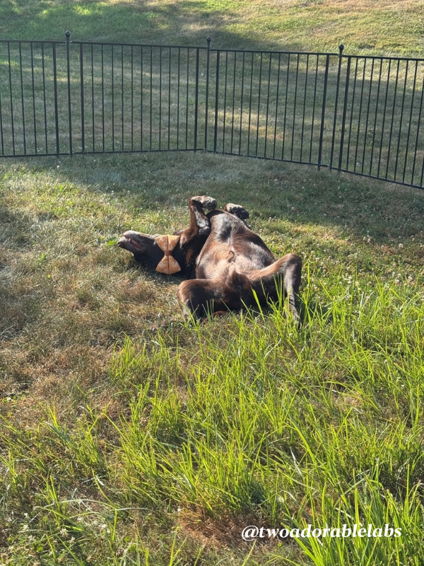 Cancer In Dogs | www.twoadorablelabs.com