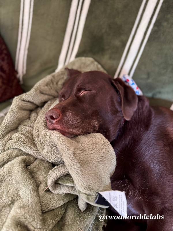 Cancer In Dogs | www.twoadorablelabs.com