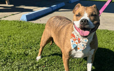 Help Jasmine Get Adopted!