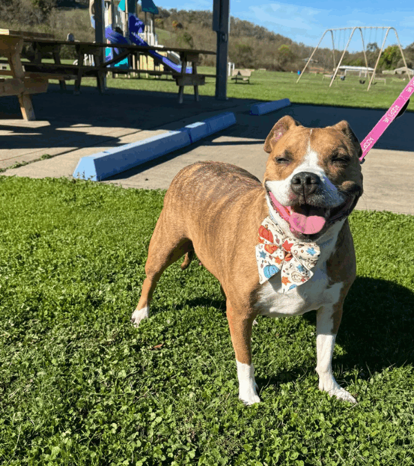 Help Jasmine Get Adopted!