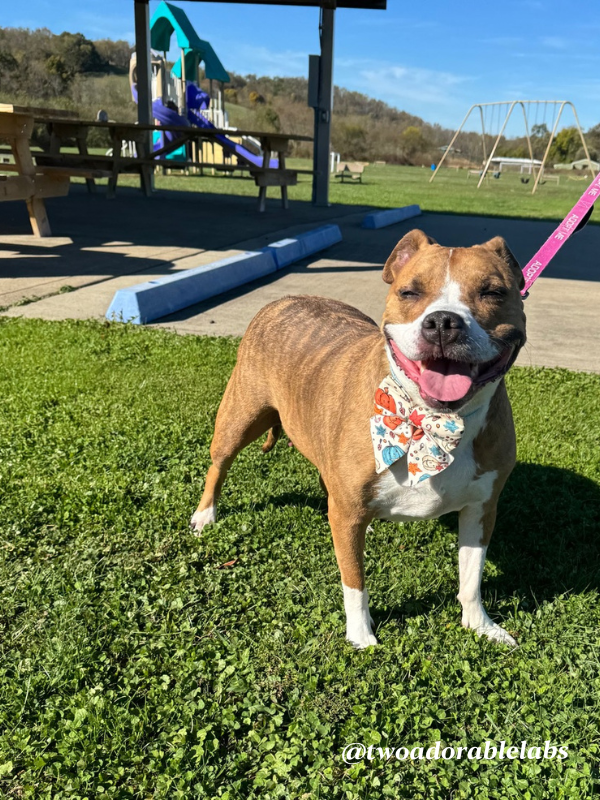 Help Jasmine Get Adopted | www.twoadorablelabs.com