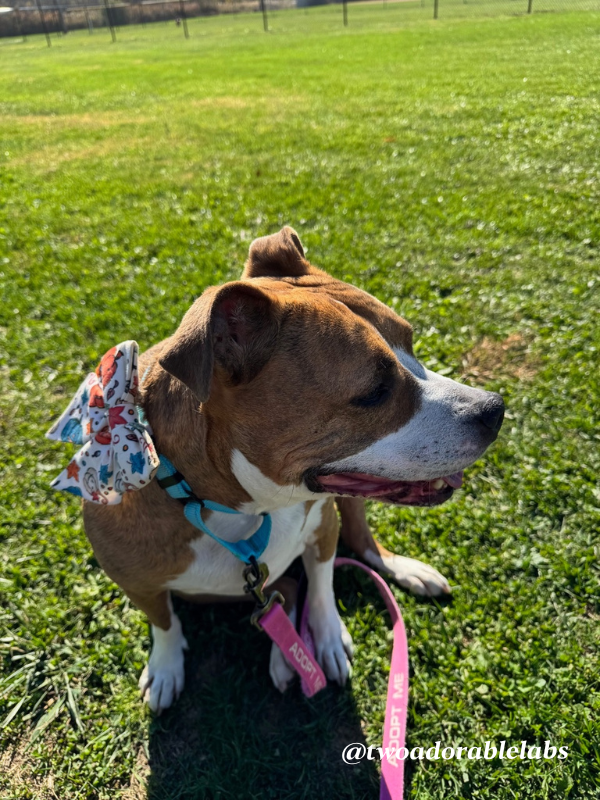 Help Jasmine Get Adopted | www.twoadorablelabs.com