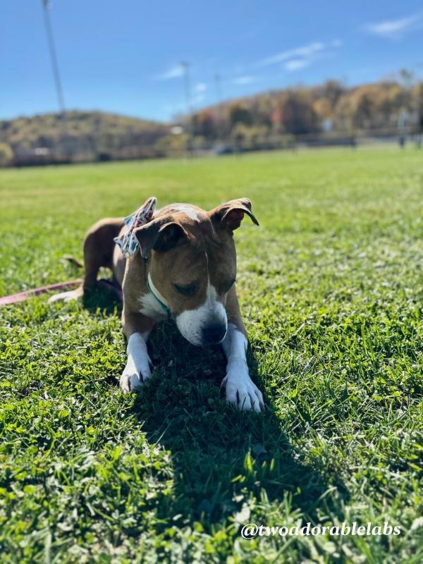 Help Jasmine Get Adopted | www.twoadorablelabs.com