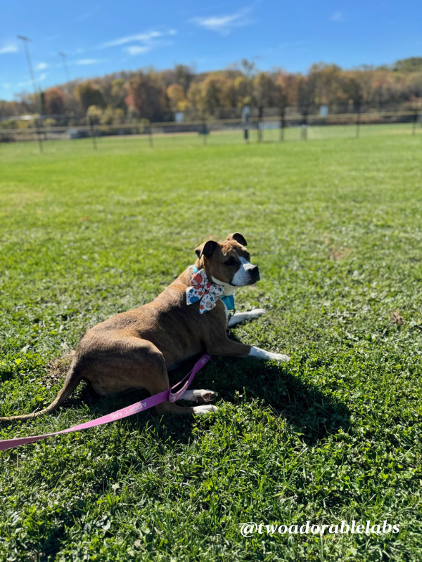 Help Jasmine Get Adopted | www.twoadorablelabs.com