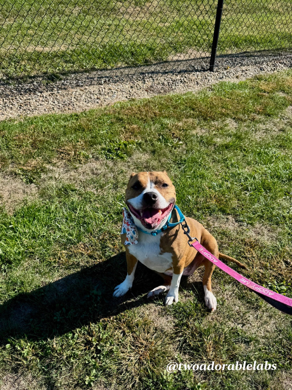 Help Jasmine Get Adopted | www.twoadorablelabs.com