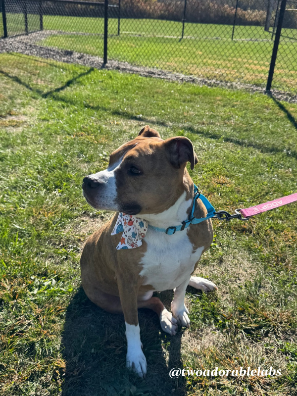 Help Jasmine Get Adopted | www.twoadorablelabs.com