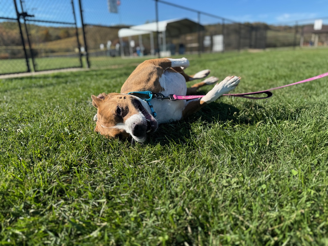 Help Jasmine Get Adopted | www.twoadorablelabs.com