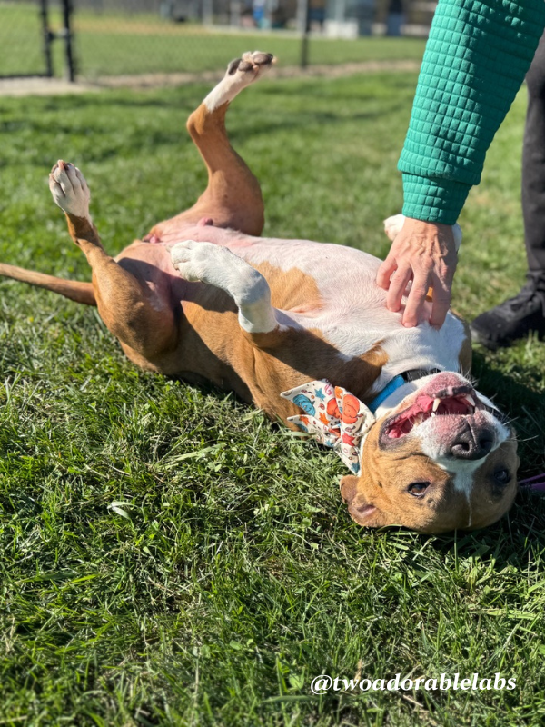 Help Jasmine Get Adopted | www.twoadorablelabs.com