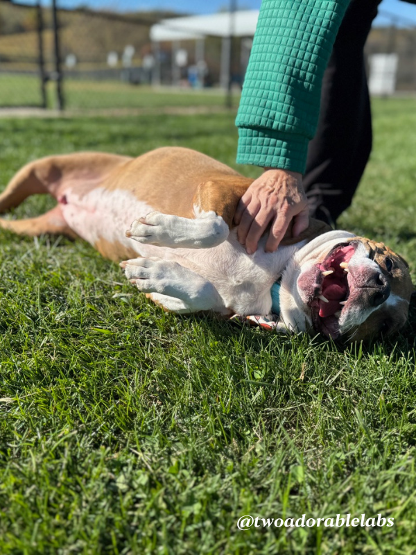 Help Jasmine Get Adopted | www.twoadorablelabs.com