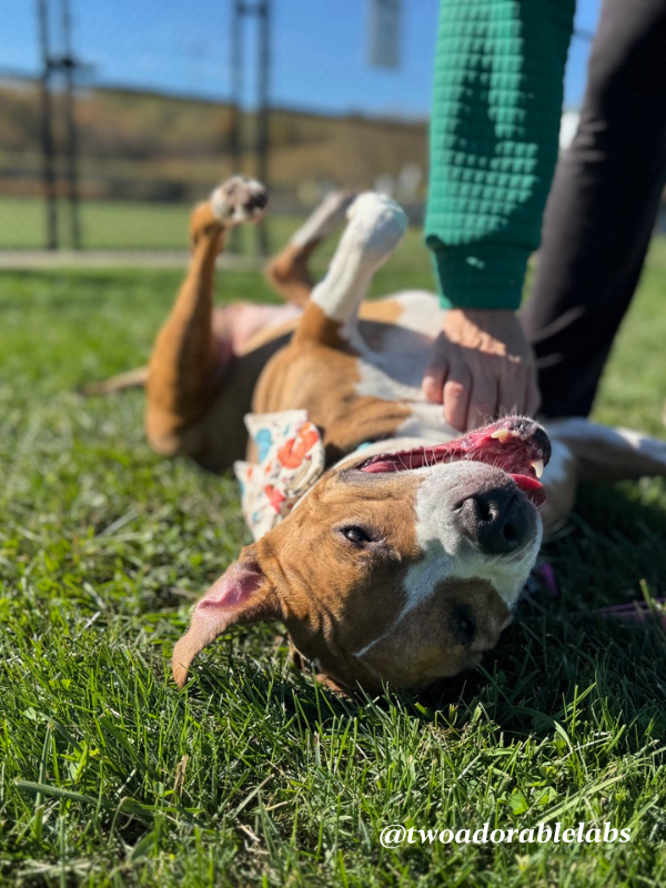 Help Jasmine Get Adopted | www.twoadorablelabs.com