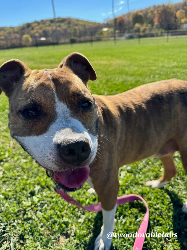 Help Jasmine Get Adopted | www.twoadorablelabs.com