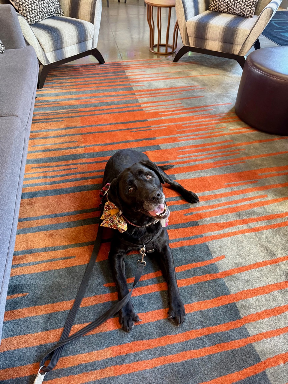 What Is A Velcro Dog? | www.twoadorablelabs.com