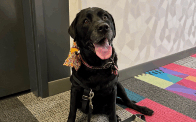 What Is the “777” Rule For Dogs?