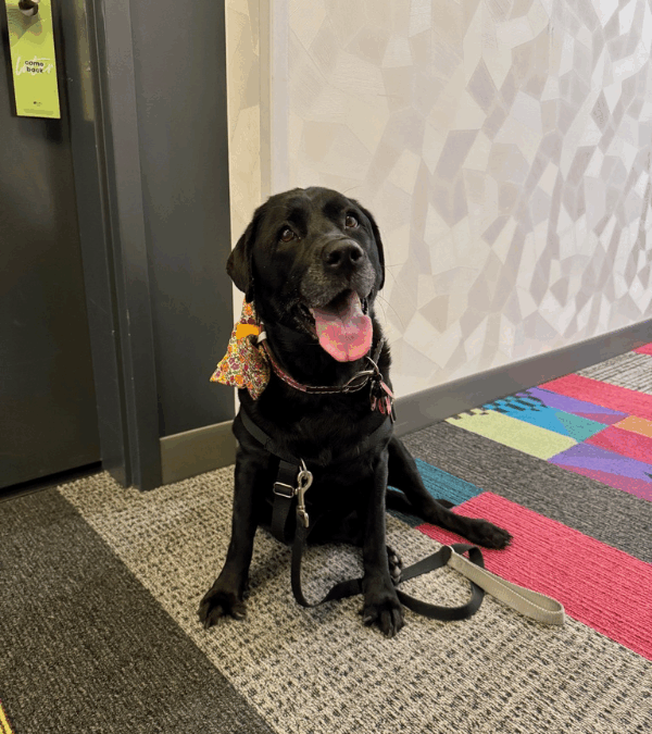 What Is the “777” Rule For Dogs?