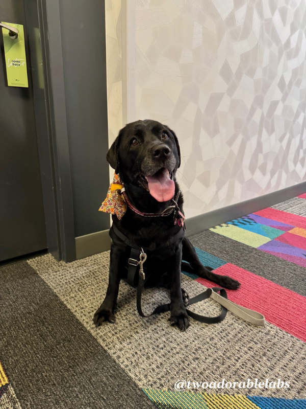 What Is A Velcro Dog? | www.twoadorablelabs.com