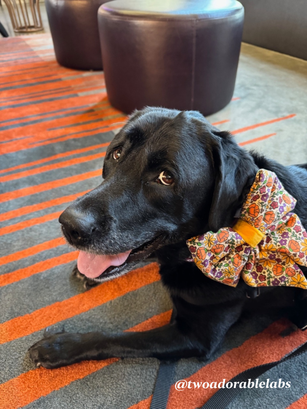 What Is A Velcro Dog? | www.twoadorablelabs.com