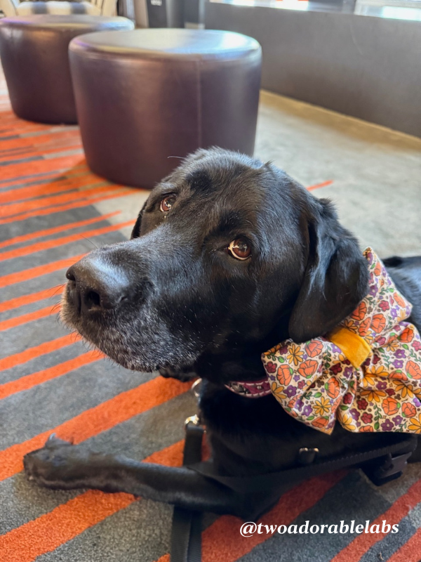 What Is A Velcro Dog? | www.twoadorablelabs.com