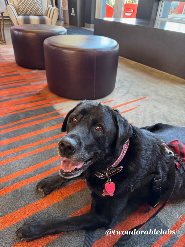 What Is A Velcro Dog? | www.twoadorablelabs.com