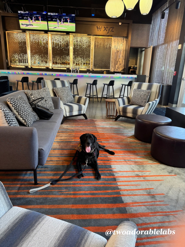 What Is A Velcro Dog? | www.twoadorablelabs.com