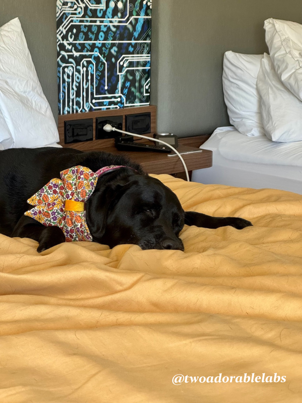 What Is A Velcro Dog? | www.twoadorablelabs.com