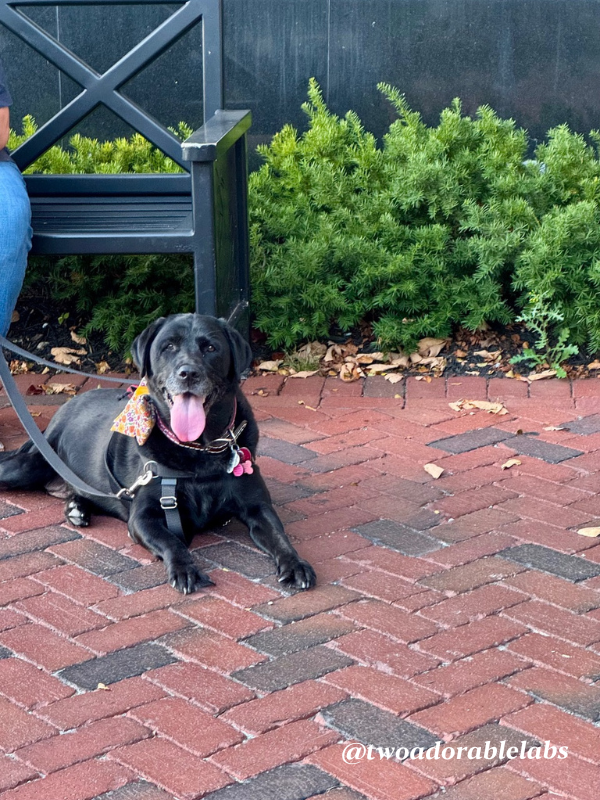 What Is A Velcro Dog? | www.twoadorablelabs.com