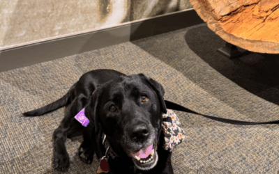 Dog Friendly Pennsylvania